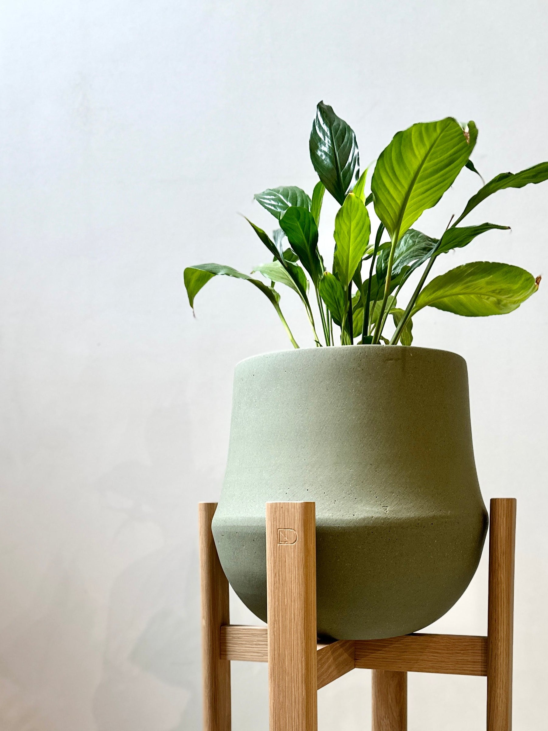 DUNCAN RODWELL - Stadium Plant Stand - Oak - Large