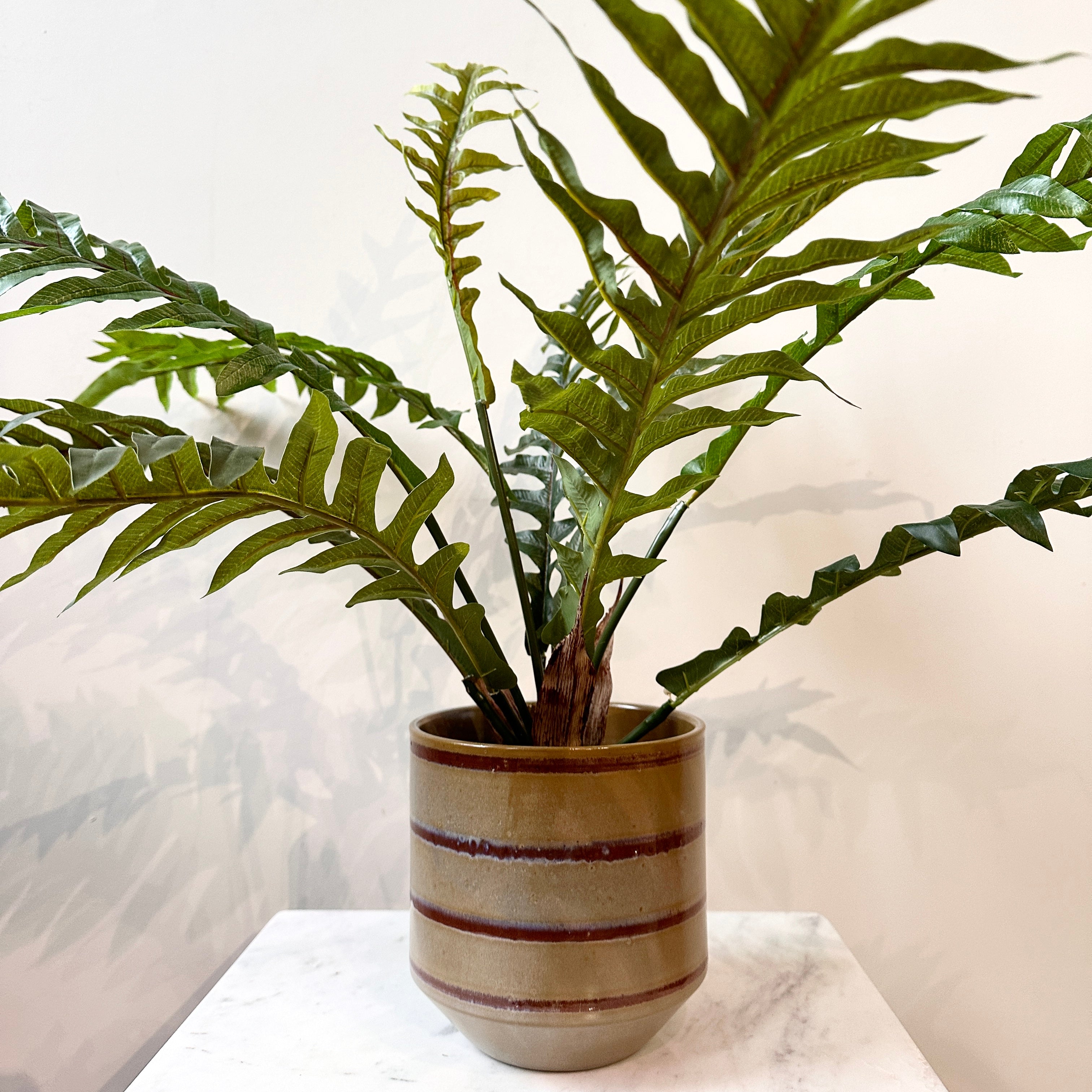 Ever Flora Faux Hares Foot Fern 62 x 66cm