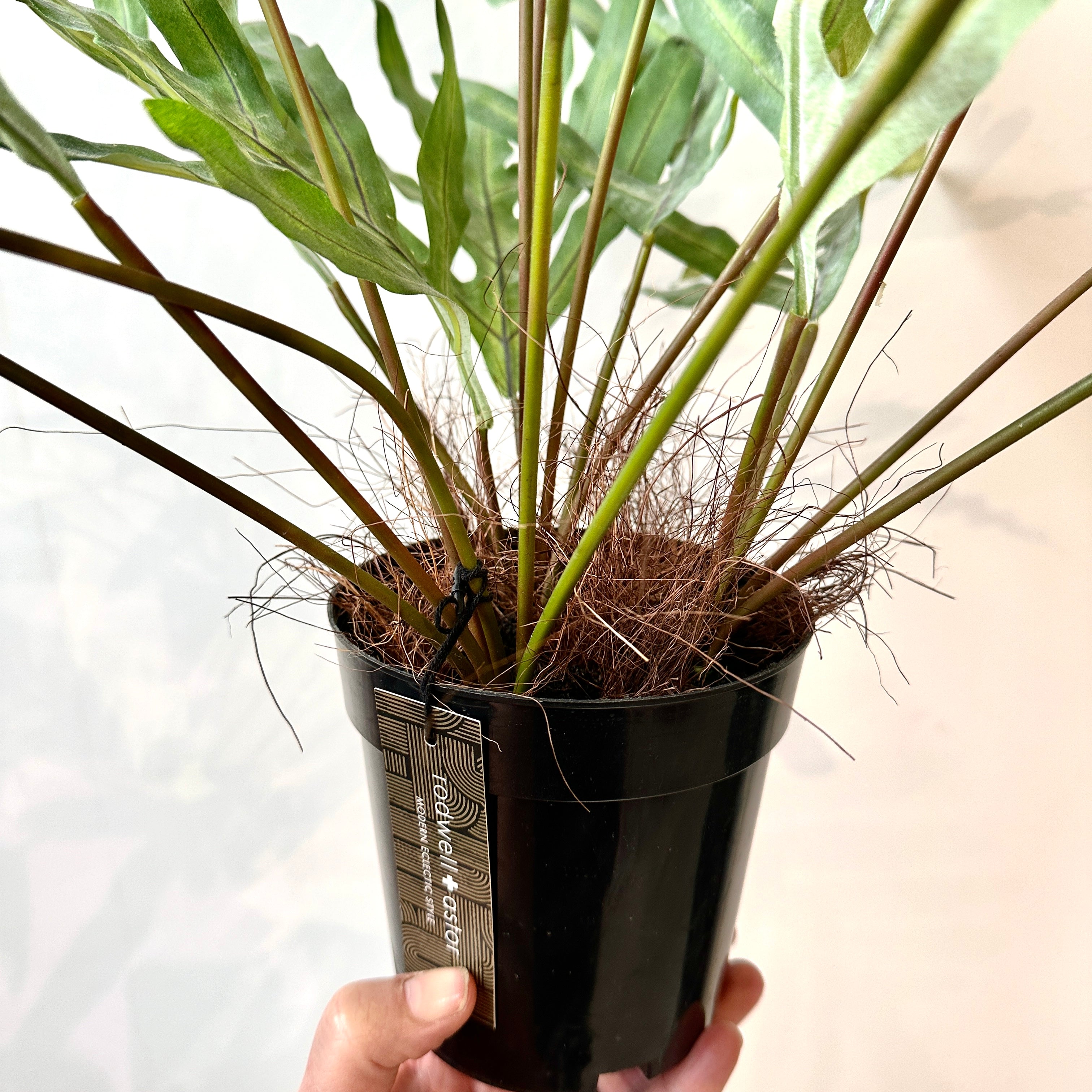 Ever Flora Faux Rabbit Foot Fern 70cm x 59cm