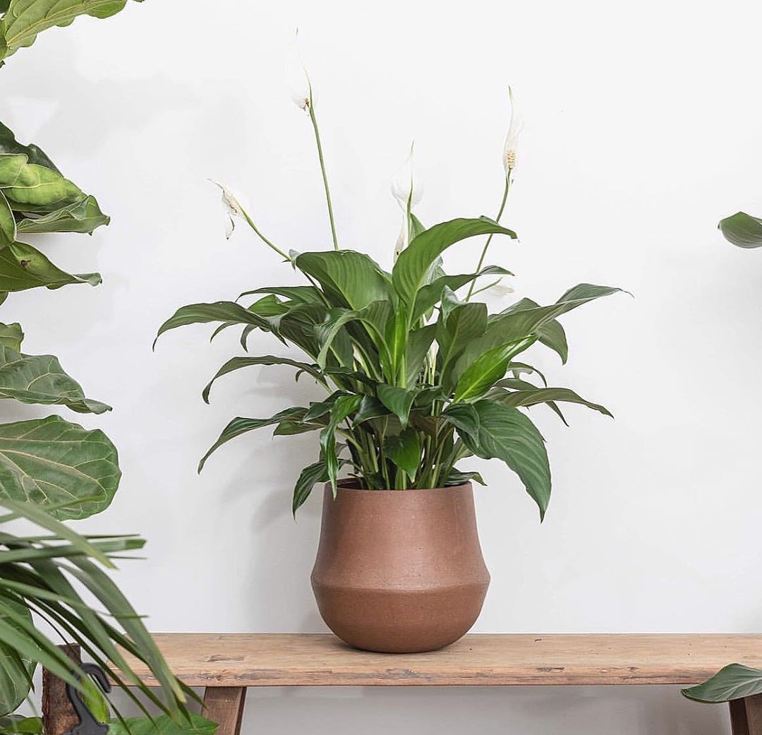 Ana Planter Pot - Clay