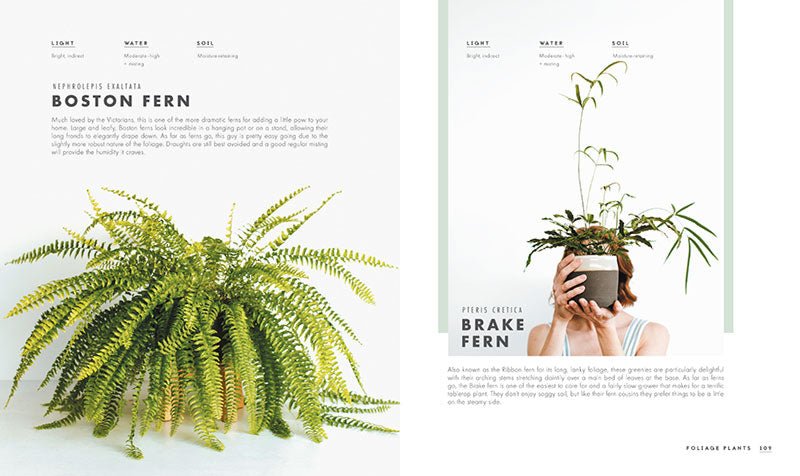 Leaf Supply - A Guide to Keeping Happy Houseplants