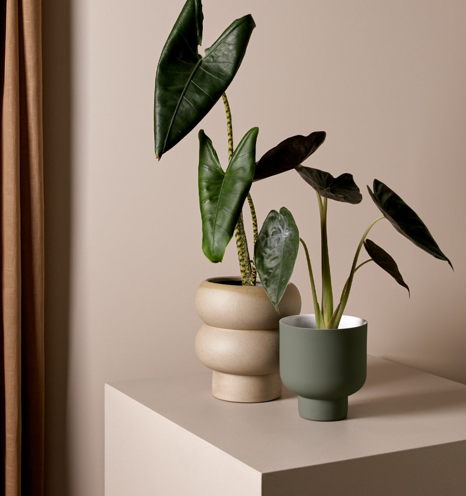 Rodwell and Astor - Billie Planter - Medium - Dune