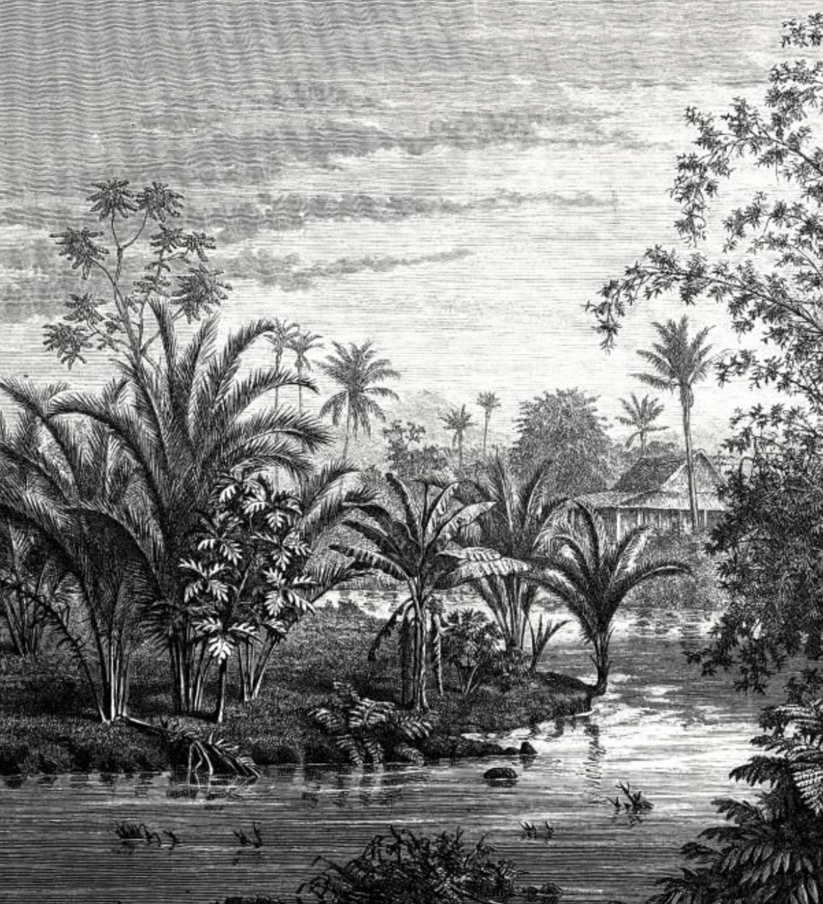 Vintage Tropical Vista Print - Oak Frame