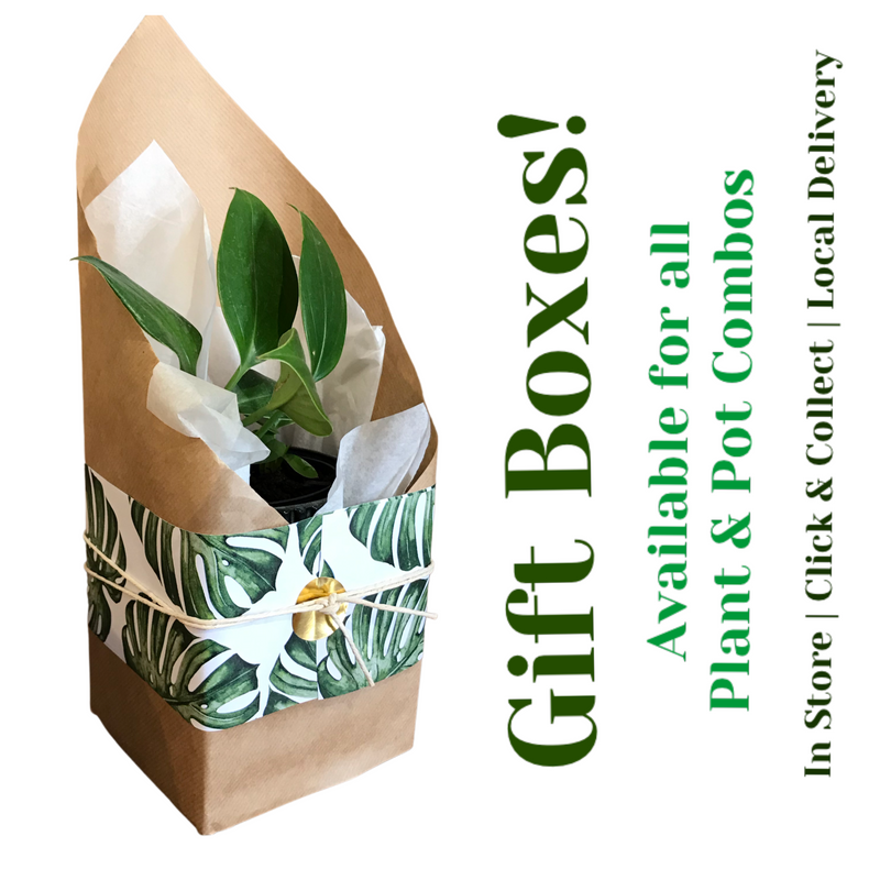 Plant Gift Box
