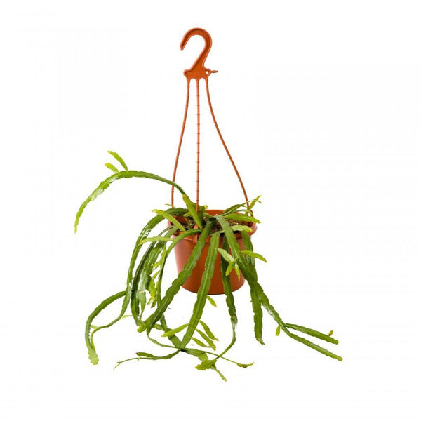 Rhipsalis Micanthra - Hanging Basket