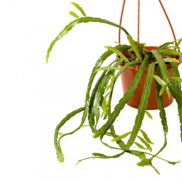 Rhipsalis Micanthra - Hanging Basket