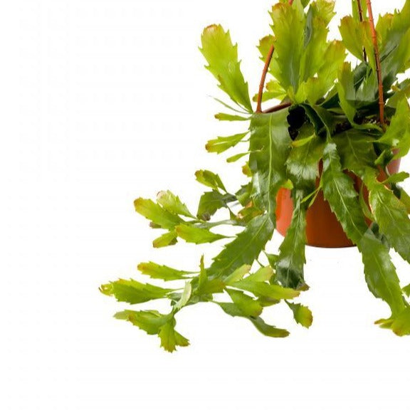 Rhipsalis Disocactus - Hanging Basket
