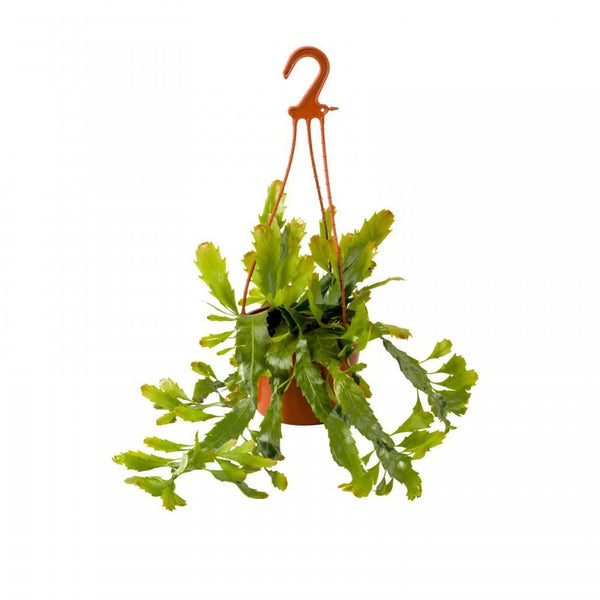 Rhipsalis Disocactus - Hanging Basket